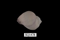 藏品(紫口珊瑚螺)的圖片